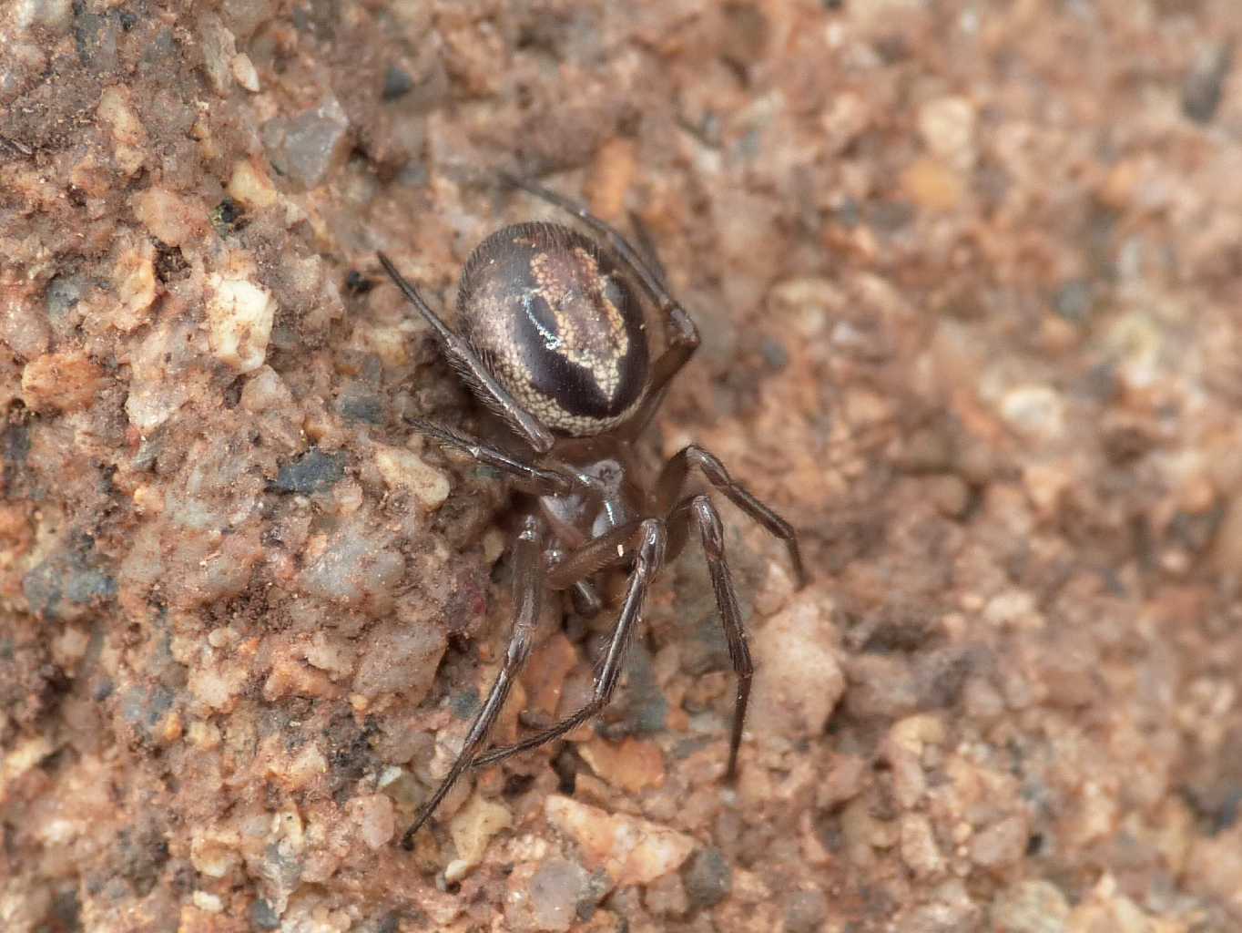 Strana coppia: Latrodectus e S.nobilis - Santa Severa (RM)